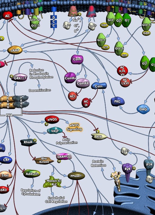 What is the basis for neural plasticity? | computational biology blog