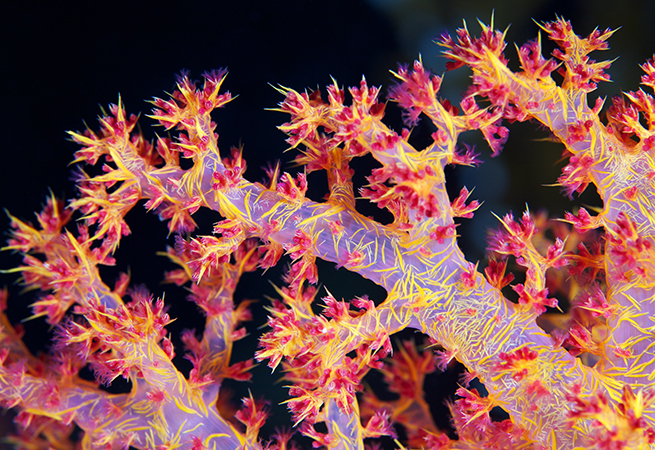Heavy-tailed distributions and hierarchical cell assemblies
