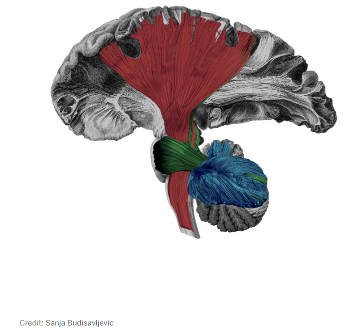 Two parts of the brain